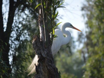 Late-Morning Kayak Tour in Xochimilco